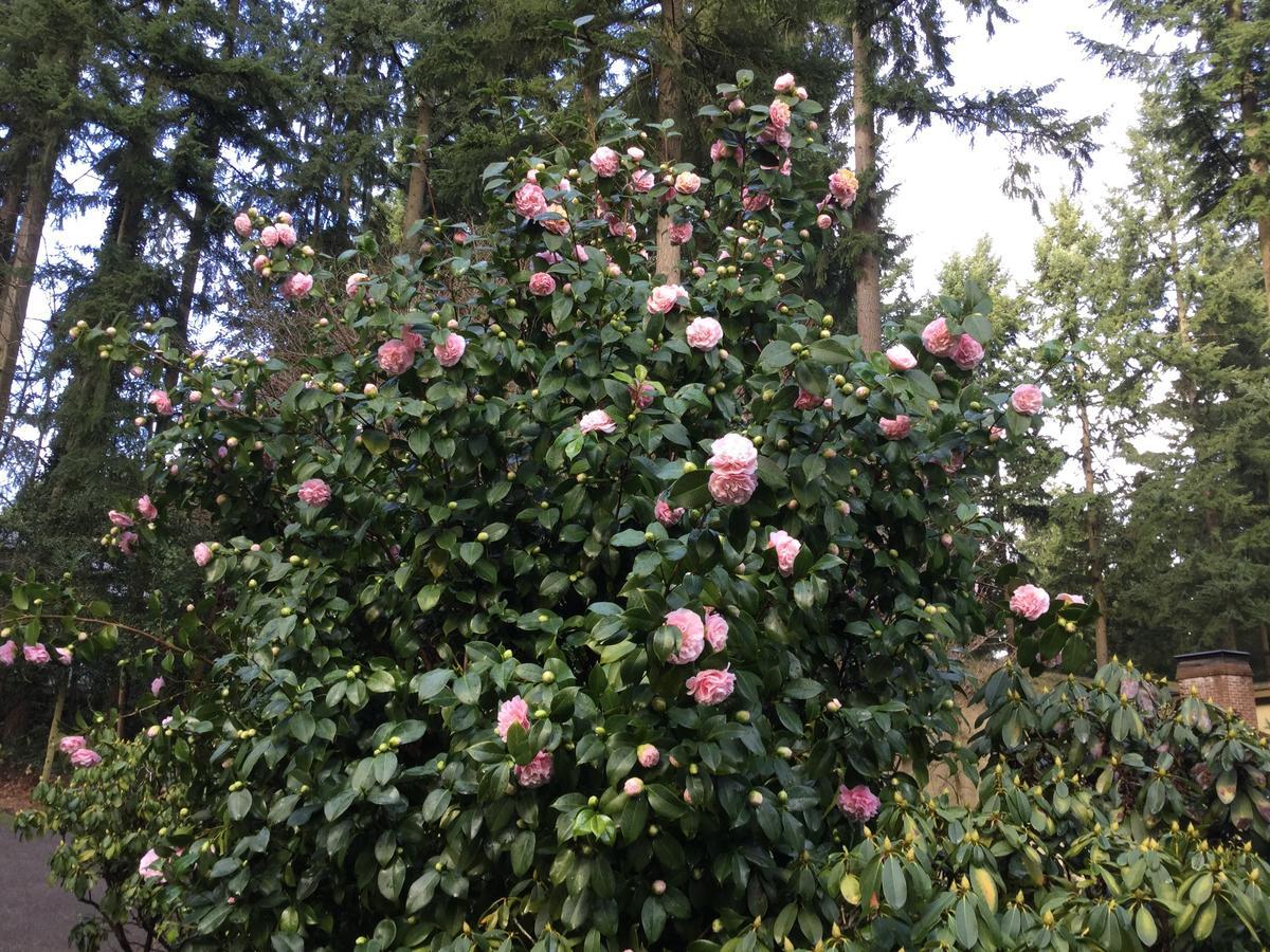 A Cascade View Bed And Breakfast Bellevue Exterior foto